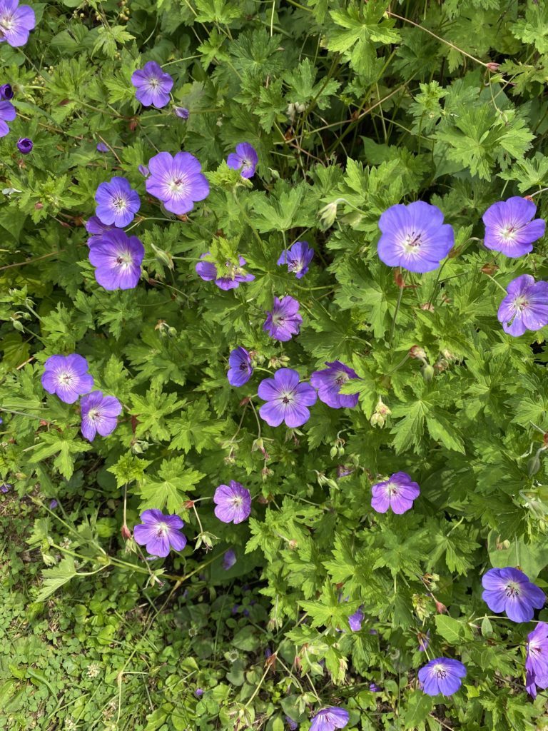 庭の花中根さん あゆみデザイン