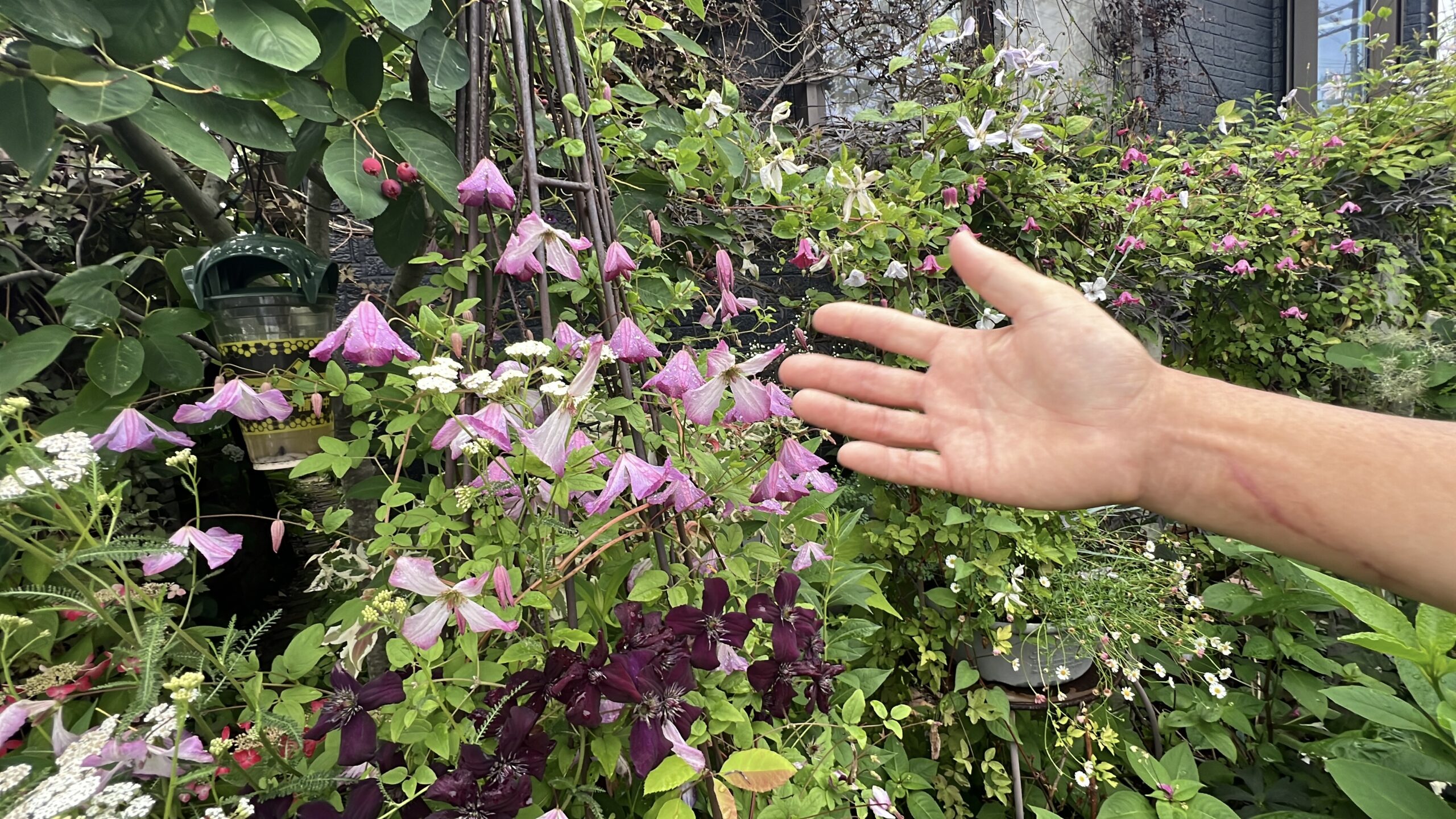 クレマチス｜あゆみデザイン